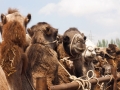 Kashgar-Kamele