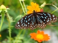 Kep Nationalpark Schmetterling