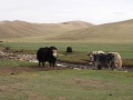 Mongolei Yaks
