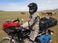Mongolei Mustang Pferde