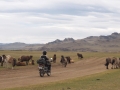 Mongolei Pferde