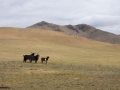 Mongolei-Ziegen