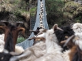 Schafeherde über Brücke