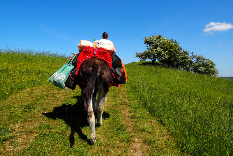Eselwanderung in der Uckermark