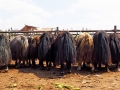 Kashgar-Yaks