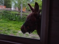 Esel am Fenster