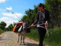 Eselwanderung