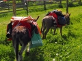 Eselwanderung