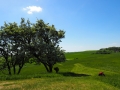 Uckermark Wiese