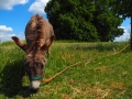 Eselwanderung Grasen