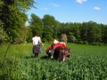 Eselwanderung durch Maisfeld