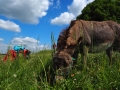 Eselwanderung Pause