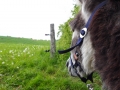 Eselwanderung Weideblick