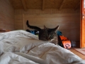 Katze am Bett