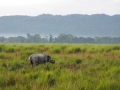 Panzernashorn Kaziranga