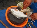 Tonle Sap Fischfang