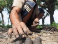 Tonle Sap Kugeln