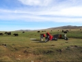 Mongolei Yak Camp