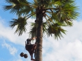 Palmwein