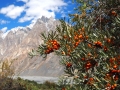 Hunza-Sanddorn