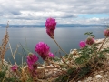 Baikal Blüten