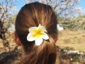 Frangipani-Blüte