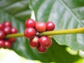 Arabica-Fruechte