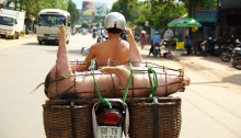 Schweinetransport auf Phú Quốc, Vietnam 2011 (c) emmenreiter.de