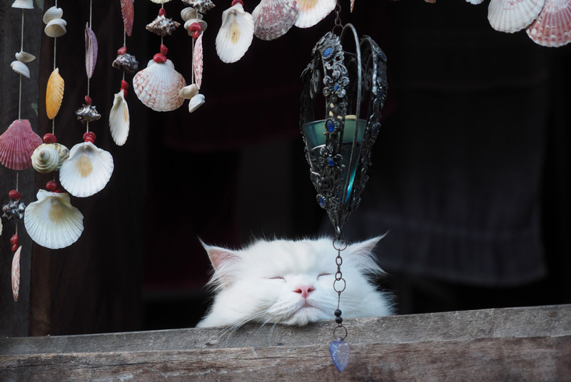 Katze in Nordthailand